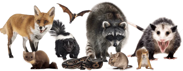 animals-covered-wyldguard