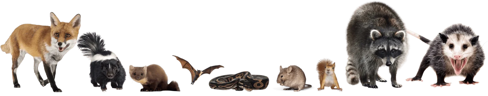 covered-animals-wyldguard-protection-warranty